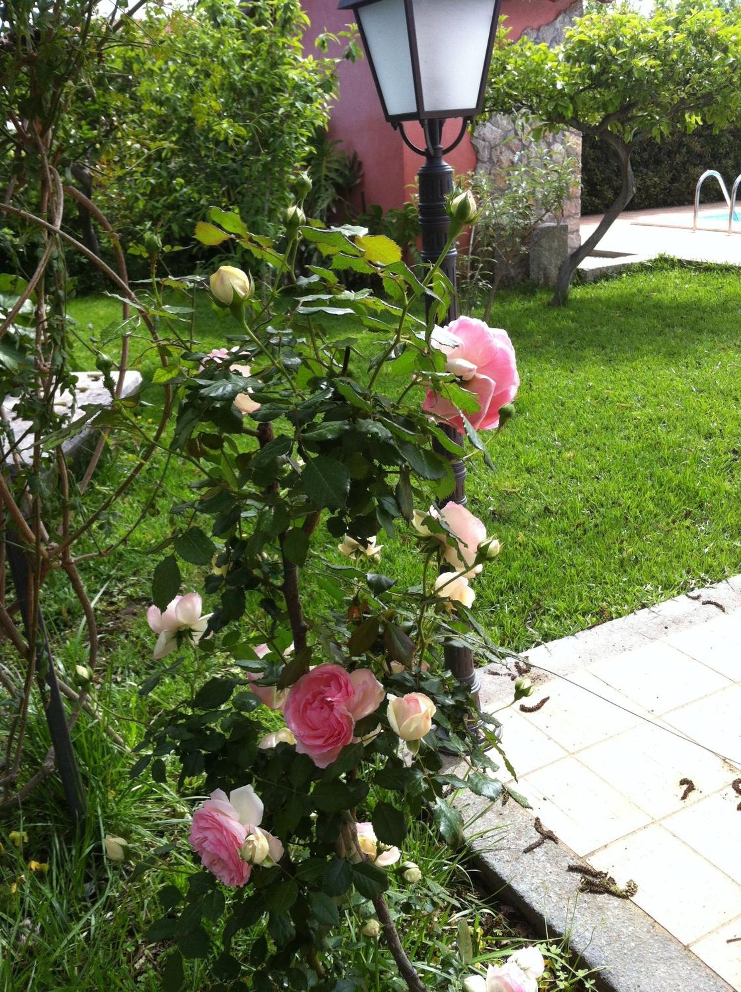 Bed and Breakfast Il Giardino Segreto Trappitello Exterior foto